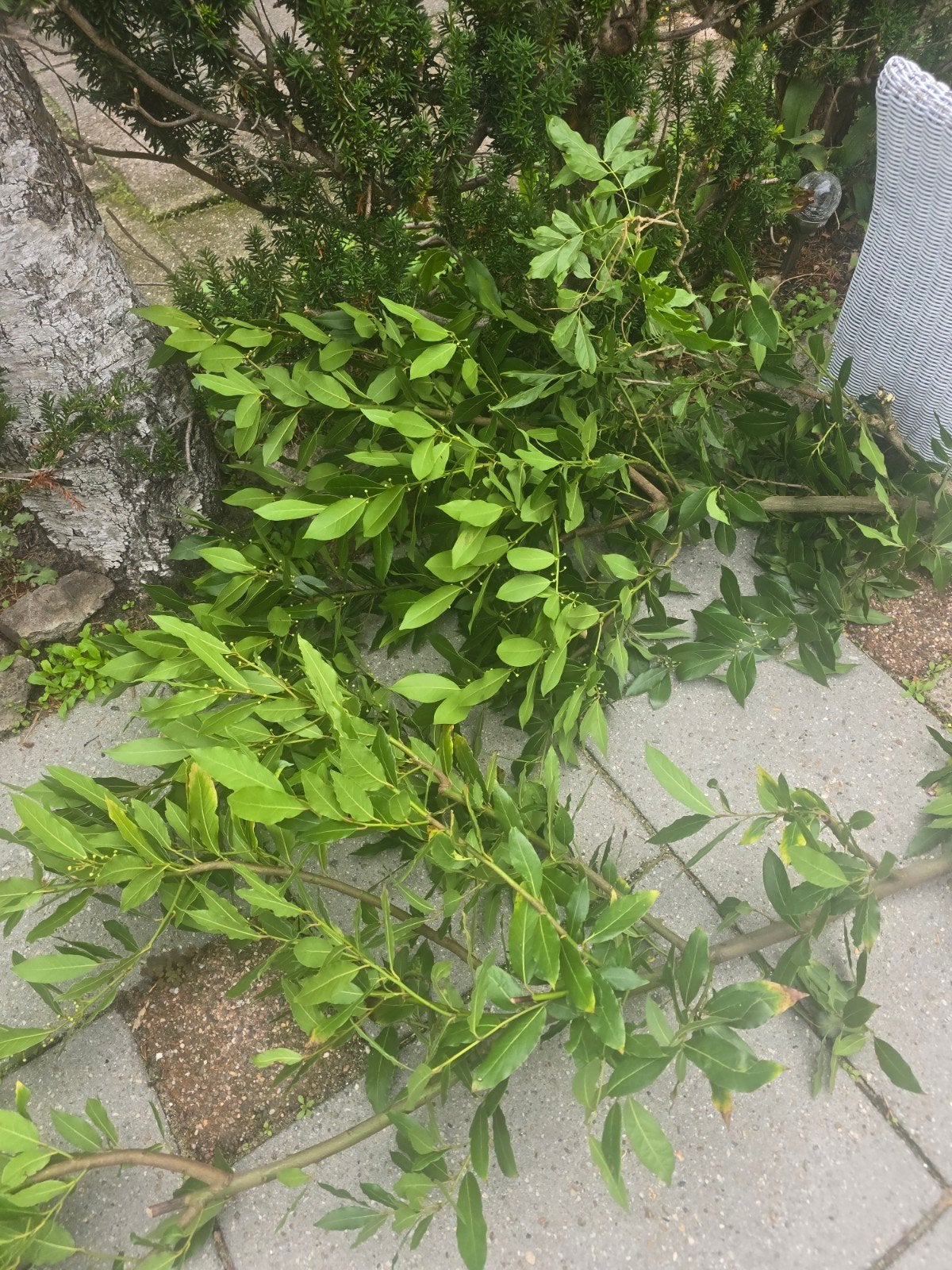 Gratis verse laurierbladeren uit eigen tuin, onbespoten, Tuin en Terras, Ophalen, Vaste plant, Bloeit niet, Halfschaduw