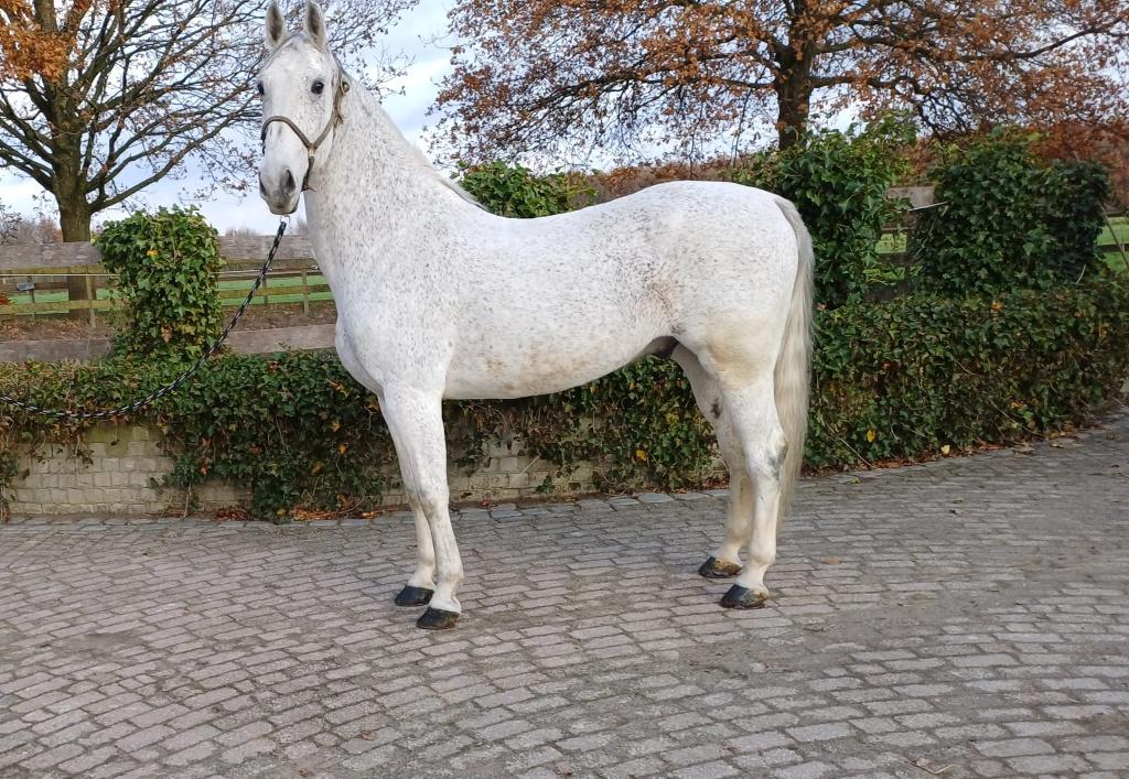 Wegens omstandigheden te koop 13-jarig tuinpaard, Dieren en Toebehoren, B, 170 tot 175 cm, Tuigpaard, 11 jaar of ouder