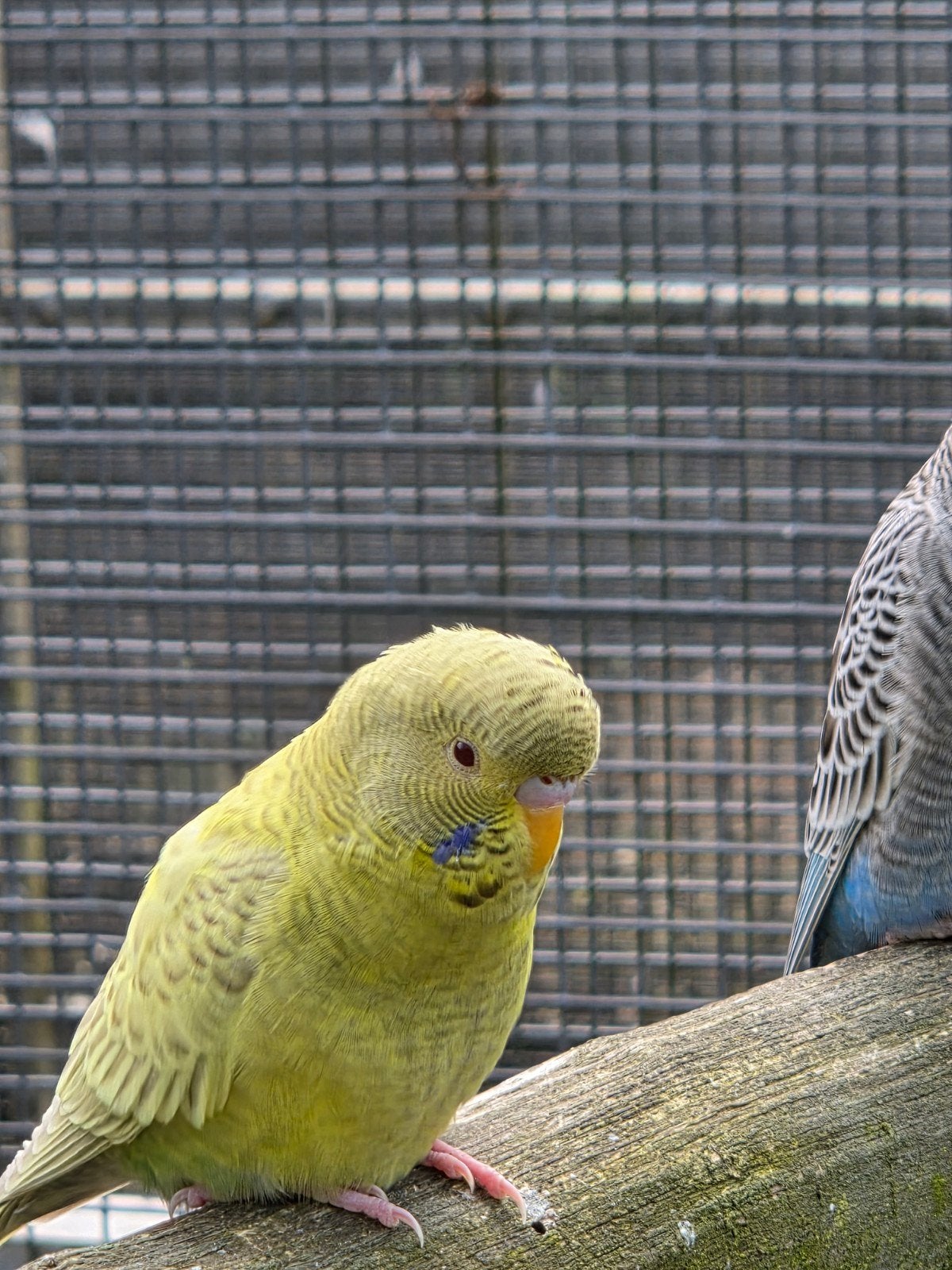 Blackface dunfalo man geringt, Dieren en Toebehoren, Vogels | Parkieten en Papegaaien, Mannelijk, Parkiet