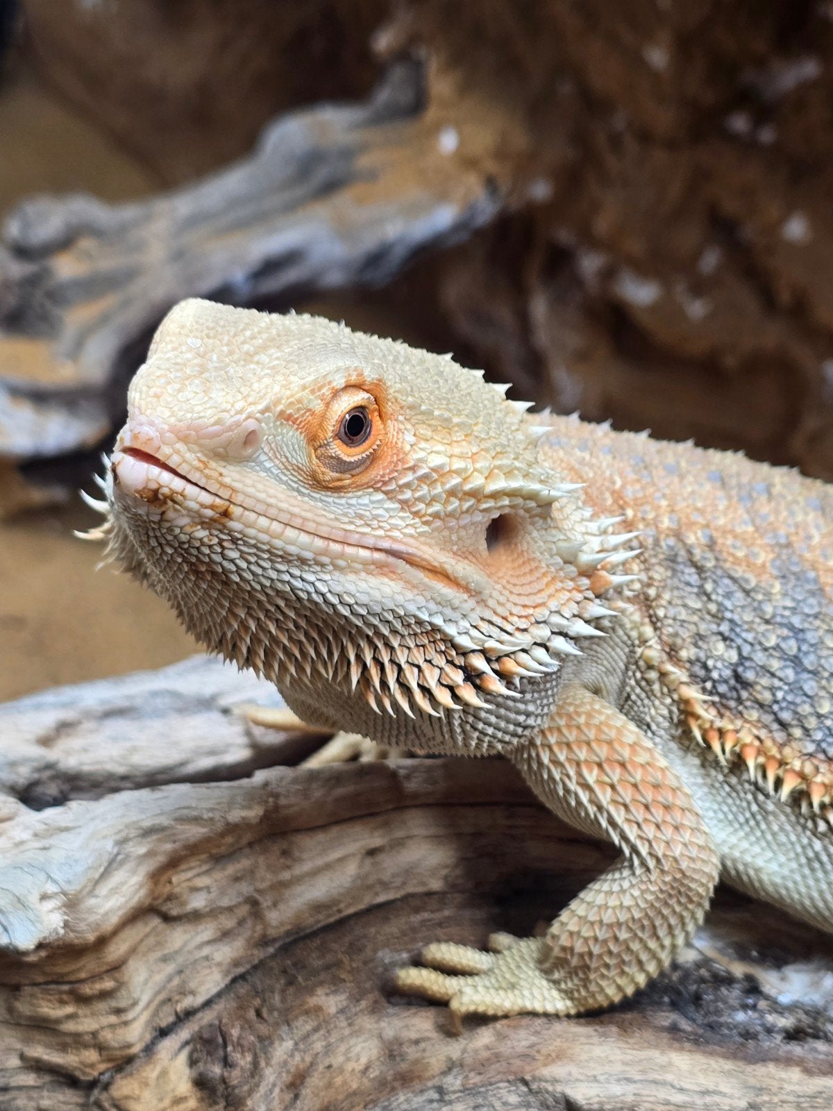 Baardagaam Oscar zoekt liefdevol nieuw thuis Bearded Dragon - male for sale from Sanne de Ruiter