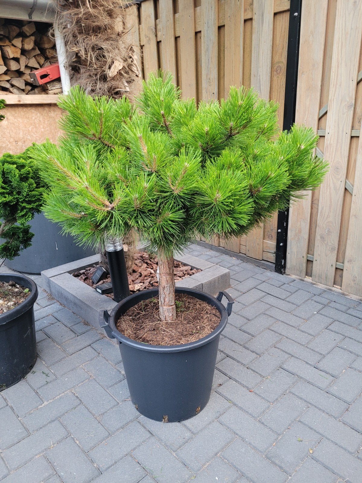 Pinus densiflora 'Jane Kluis' op stam - Japanse rode den, Ophalen