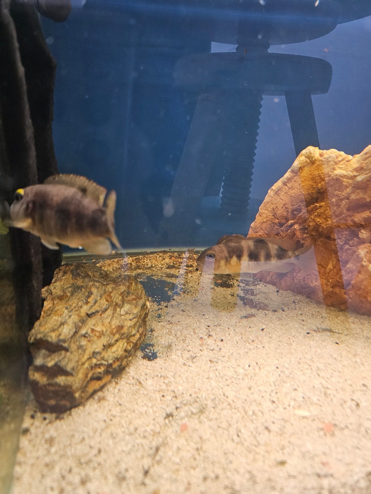 Lapidiolamprologus Boulangeri 2 x, Dieren en Toebehoren, Vissen | Aquariumvissen