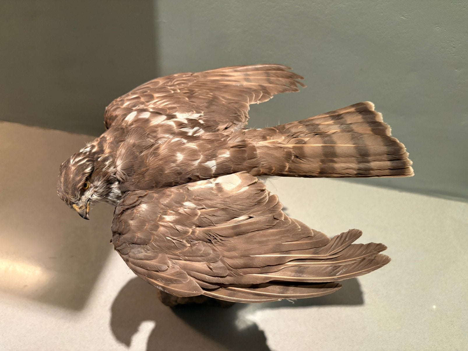 Opgezette sperwer, Verzamelen, Dierenverzamelingen, Ophalen, Zo goed als nieuw, Vogel, Opgezet dier