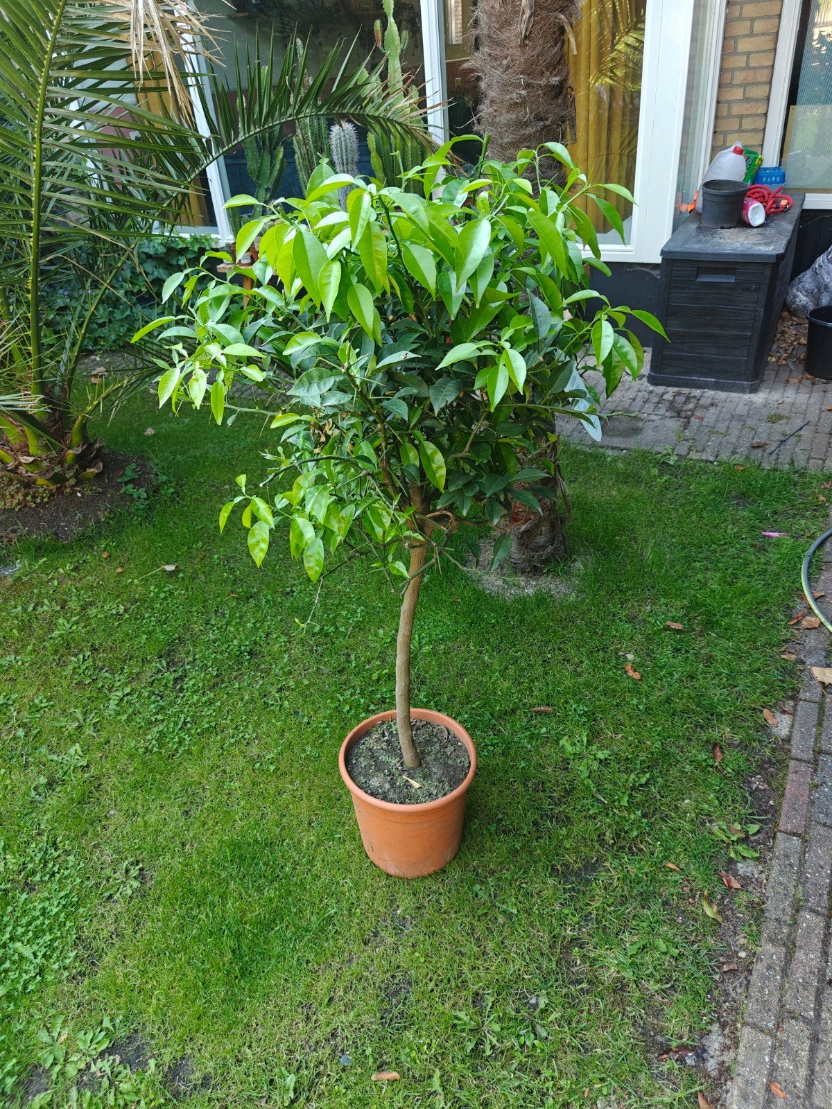 Citrus Yuzu, vorstbestendige citrus., Overige soorten, 100 tot 250 cm, Zomer, Ophalen
