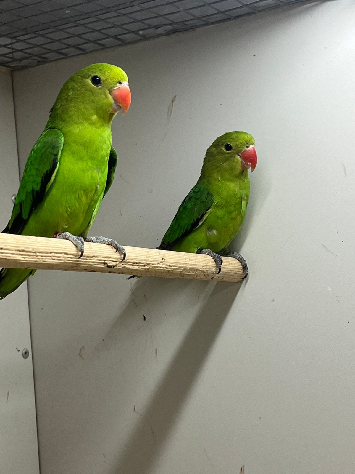 Jonge Agapornis Taranta, Meerdere dieren, Dwergpapegaai of Agapornis, Geringd