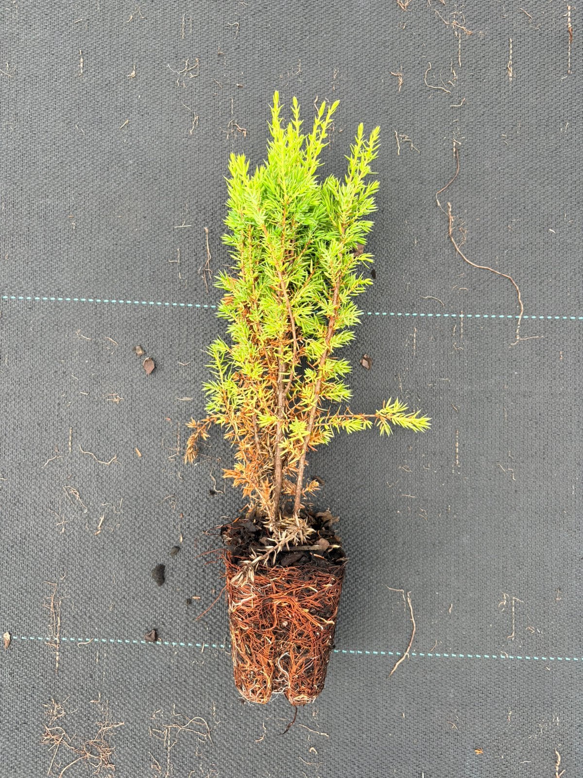 Jeneverbes Juniperus communis 'Gold Cone', Ophalen of Verzenden, Overige soorten, Minder dan 100 cm
