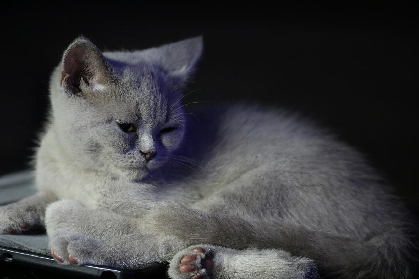 3 super schattige Britse korthaar kitten lilac, Dieren en Toebehoren, Meerdere dieren, Kortharig, 0 tot 2 jaar