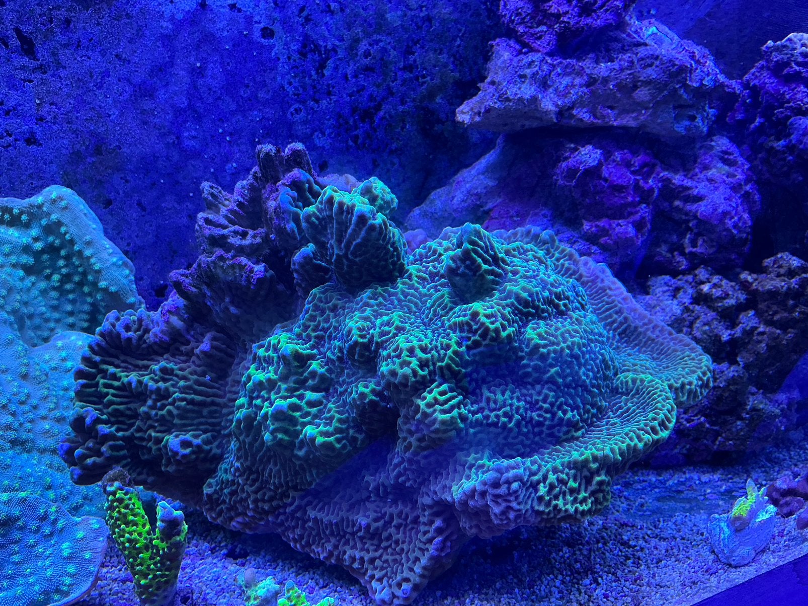 Montipora undata, Ophalen, Plant(en), Steen of Hout
