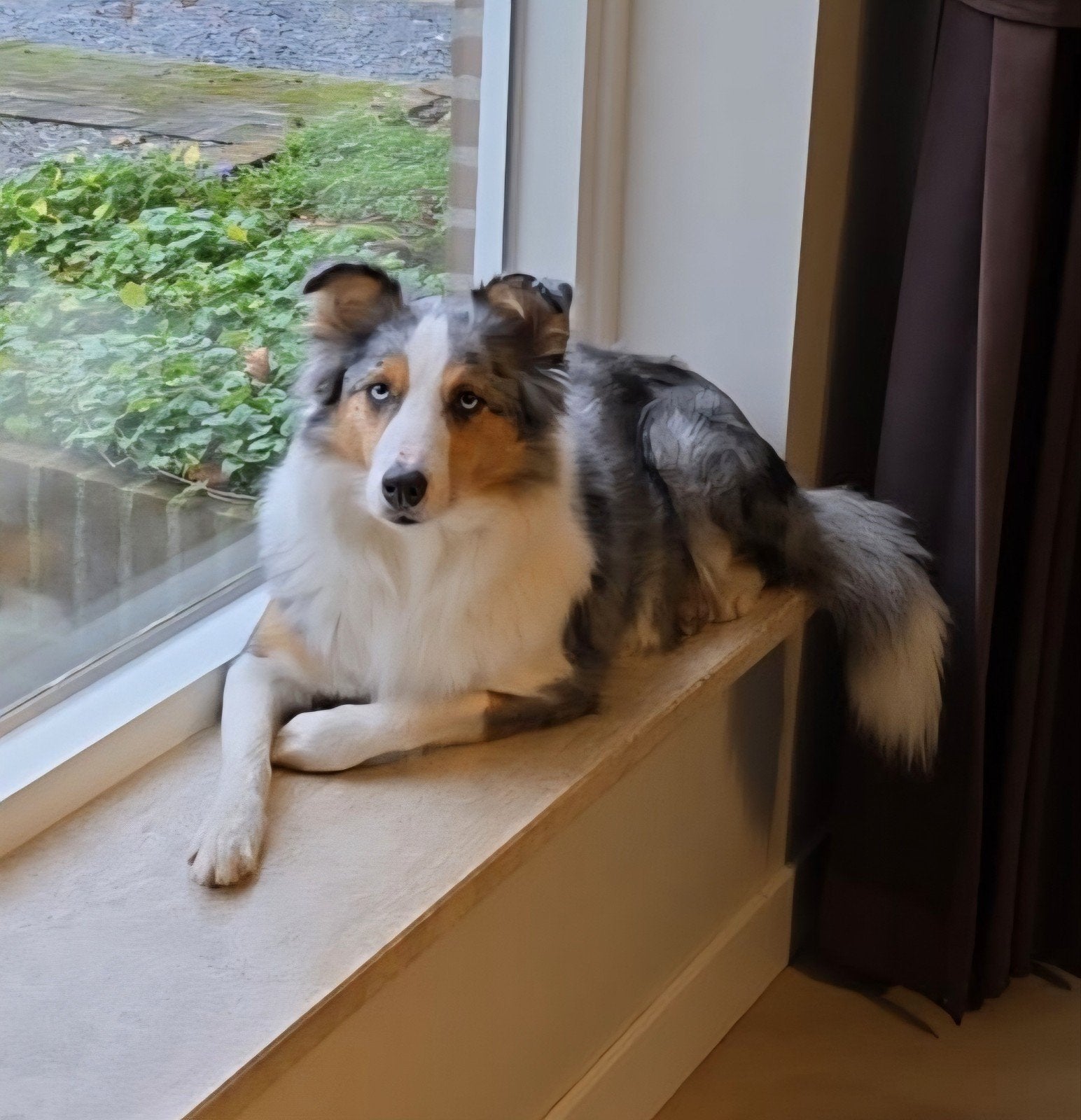 DEKREU GEZOCHT voor merle Australian shepherd, Dieren en Toebehoren, Hondenhalsbanden en Penningen, Nieuw, Handgemaakt, Ophalen