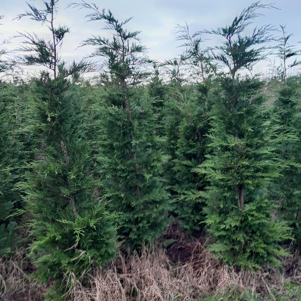 Coniferen, Ophalen, Conifeer, Haag, 100 tot 250 cm