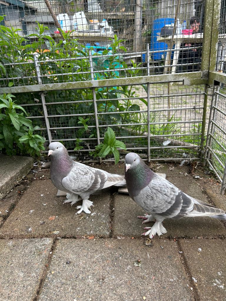 Takla duiven tuimelaar, Meerdere dieren, Tuimelaar of Roller