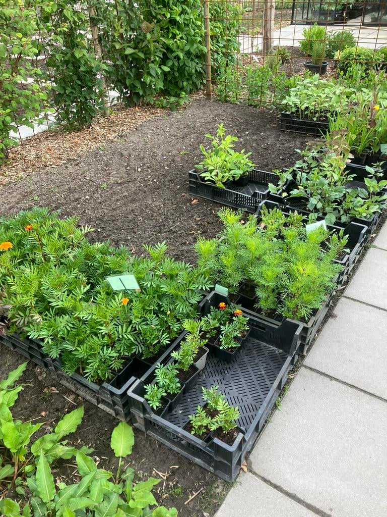 Afrikaantjes, cosmea, dahlia, vergeet me nietjes, Ophalen, Overige soorten, Volle zon