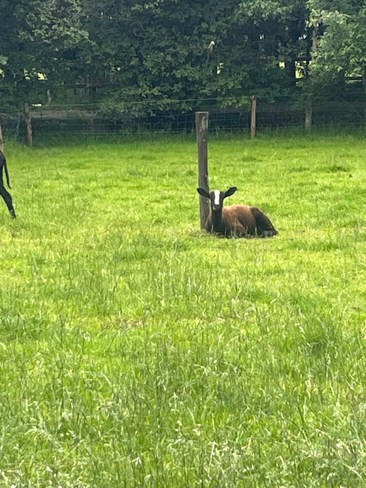 Zwart bles Ram, Mannelijk, Schaap