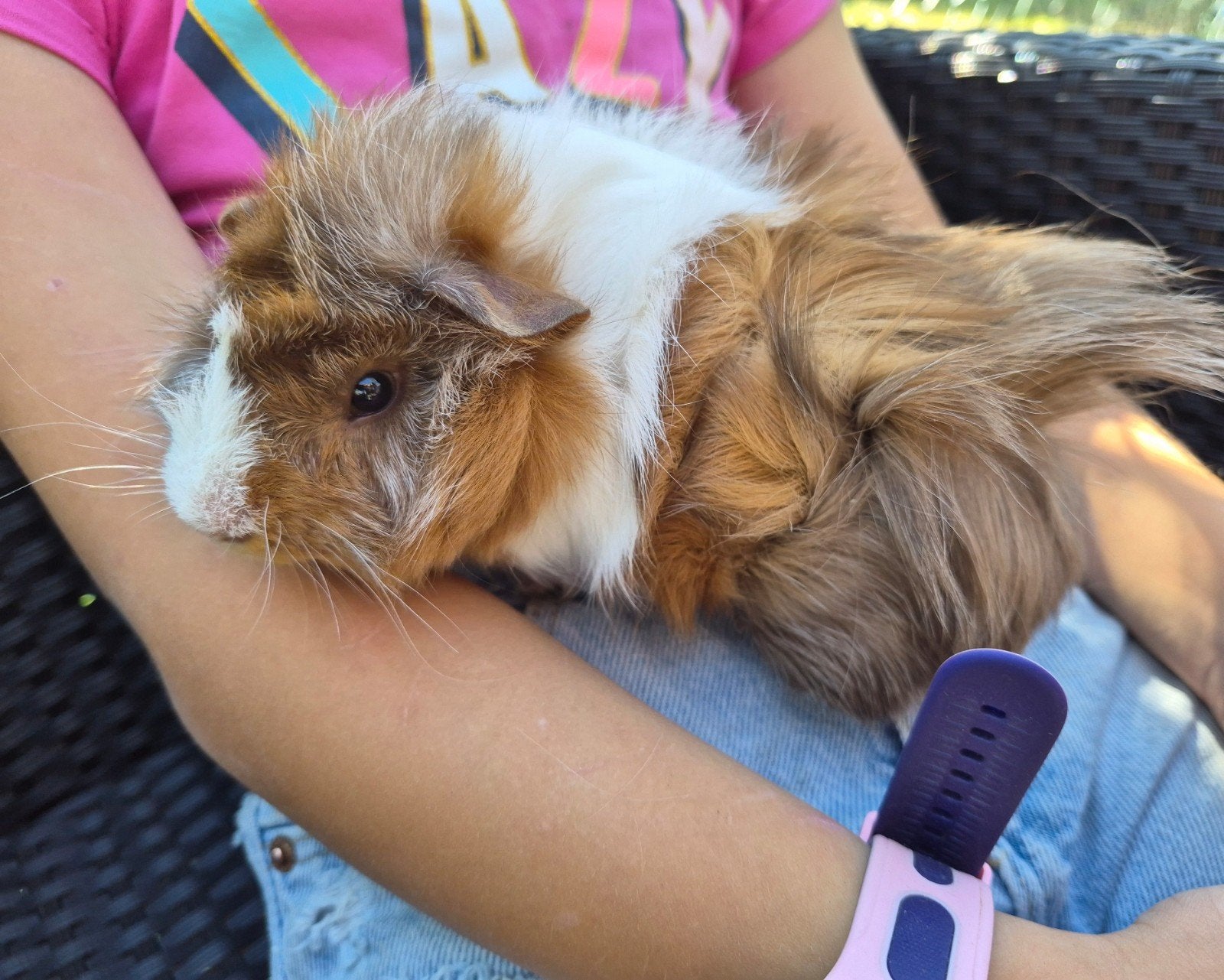3 jonge cavia beertjes zoeken samen een gouden, Dieren en Toebehoren, Cavia, Juni, Mannelijk, Tam