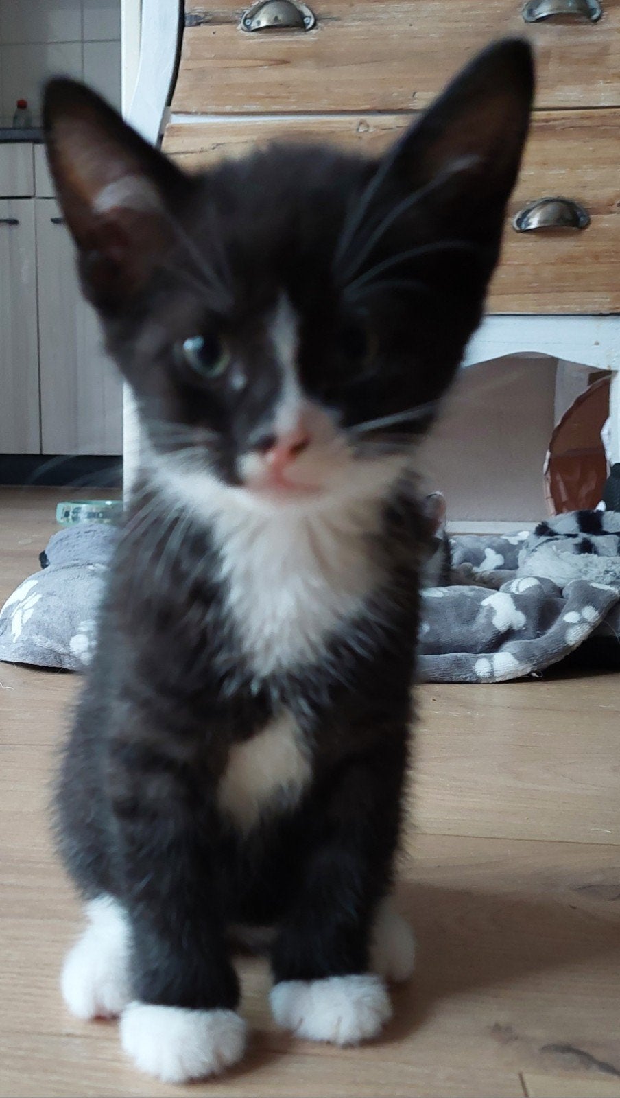 kitten 8 weken, Dieren en Toebehoren, Meerdere dieren