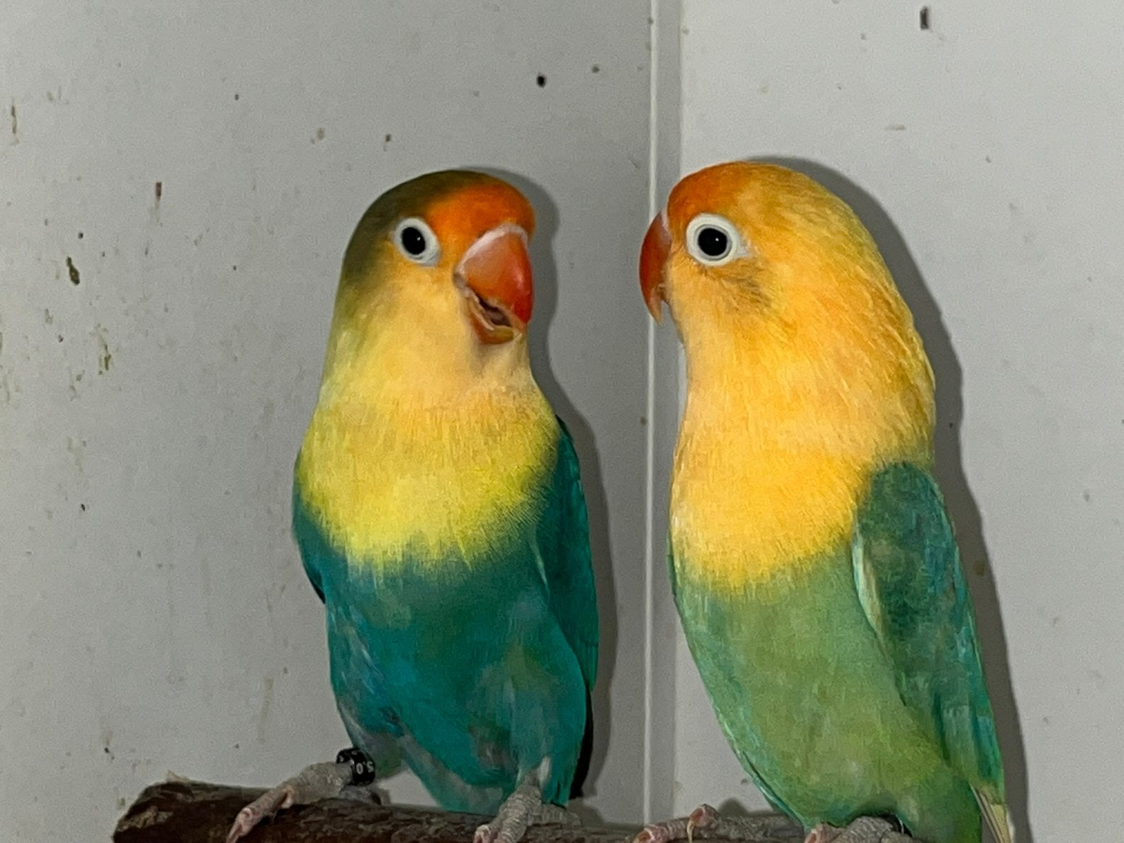 Koppel BEWEZEN Fischeri Opaline Aqua Turq., Meerdere dieren, Dwergpapegaai of Agapornis, Geringd