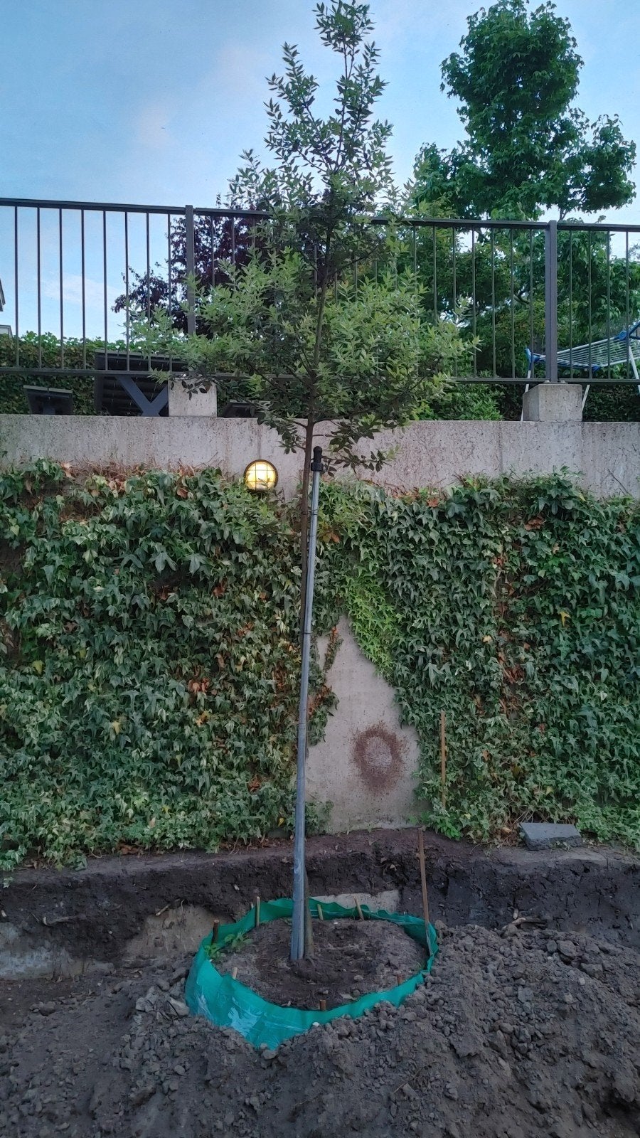 Jonge steeneik - Quercus Ilex - circa 4 meter hoog, Ophalen, Bloeit niet, Halfschaduw, Overige soorten