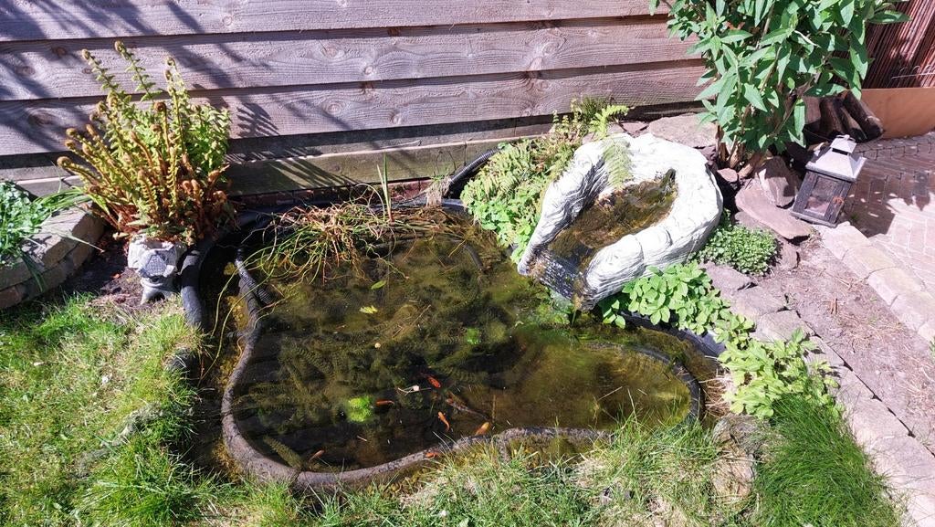 Gratis complete vijver met vissen, Tuin en Terras, Vijvers, Ophalen, Gebruikt