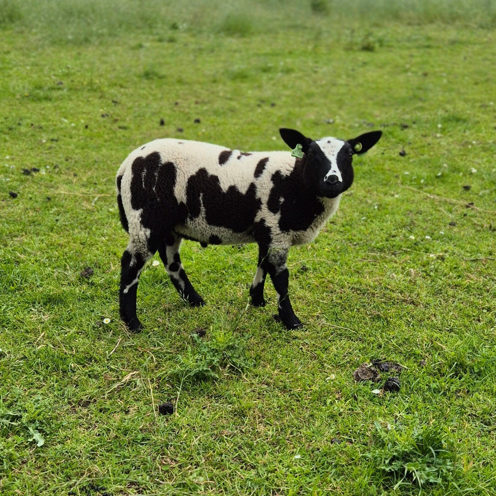 Bonte ram, Dieren en Toebehoren, Schapen, Geiten en Varkens, Mannelijk, Schaap, 0 tot 2 jaar