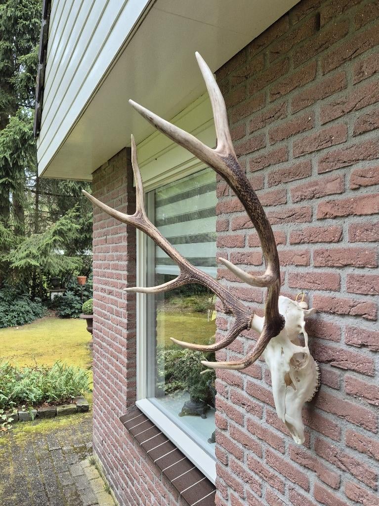 Mooi Groot Edelhert Gewei Jacht Mancave Overkapping g79, Verzamelen, Dierenverzamelingen, Ophalen, Zo goed als nieuw, Hert, Gewei of Kop