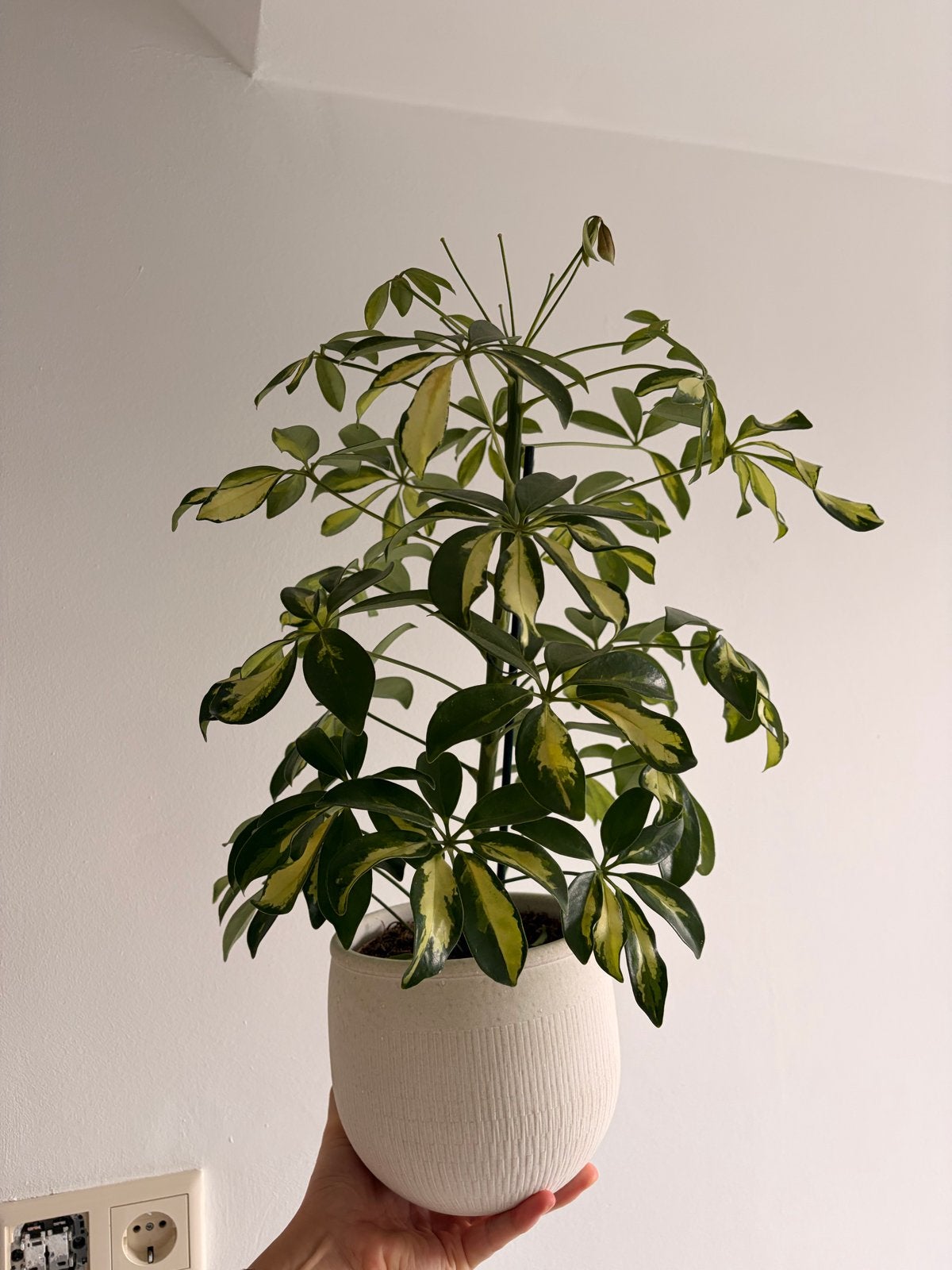Schefflera plant, Vaste plant, Bloeit niet, Halfschaduw, Ophalen