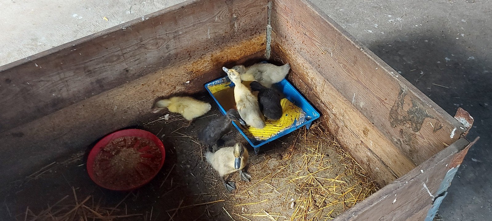 Pulletje Indische loopeenden, Dieren en Toebehoren, Pluimvee, Geslacht onbekend, Eend