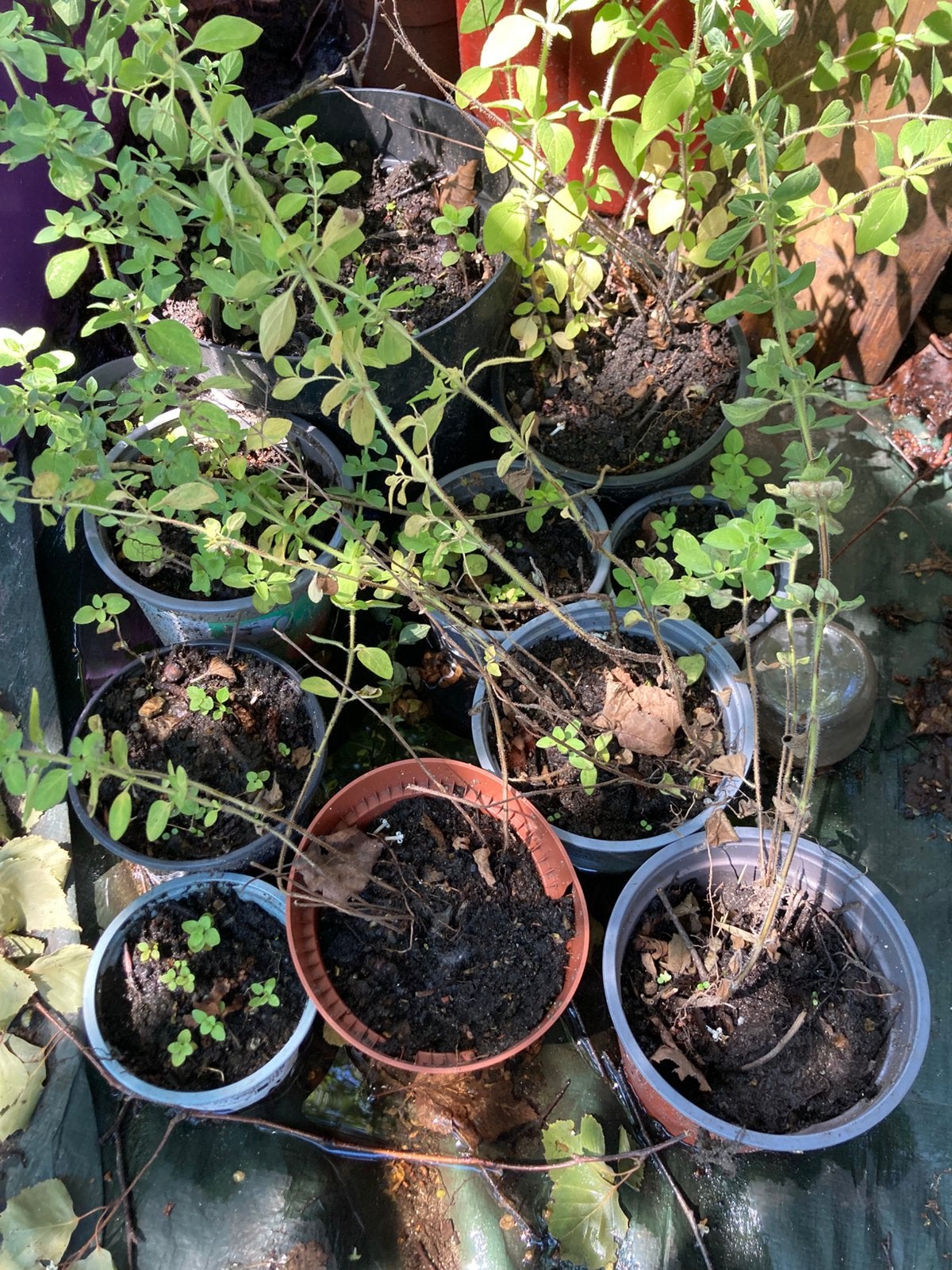 Oregano, Volle zon, Vaste plant, Zomer, Ophalen