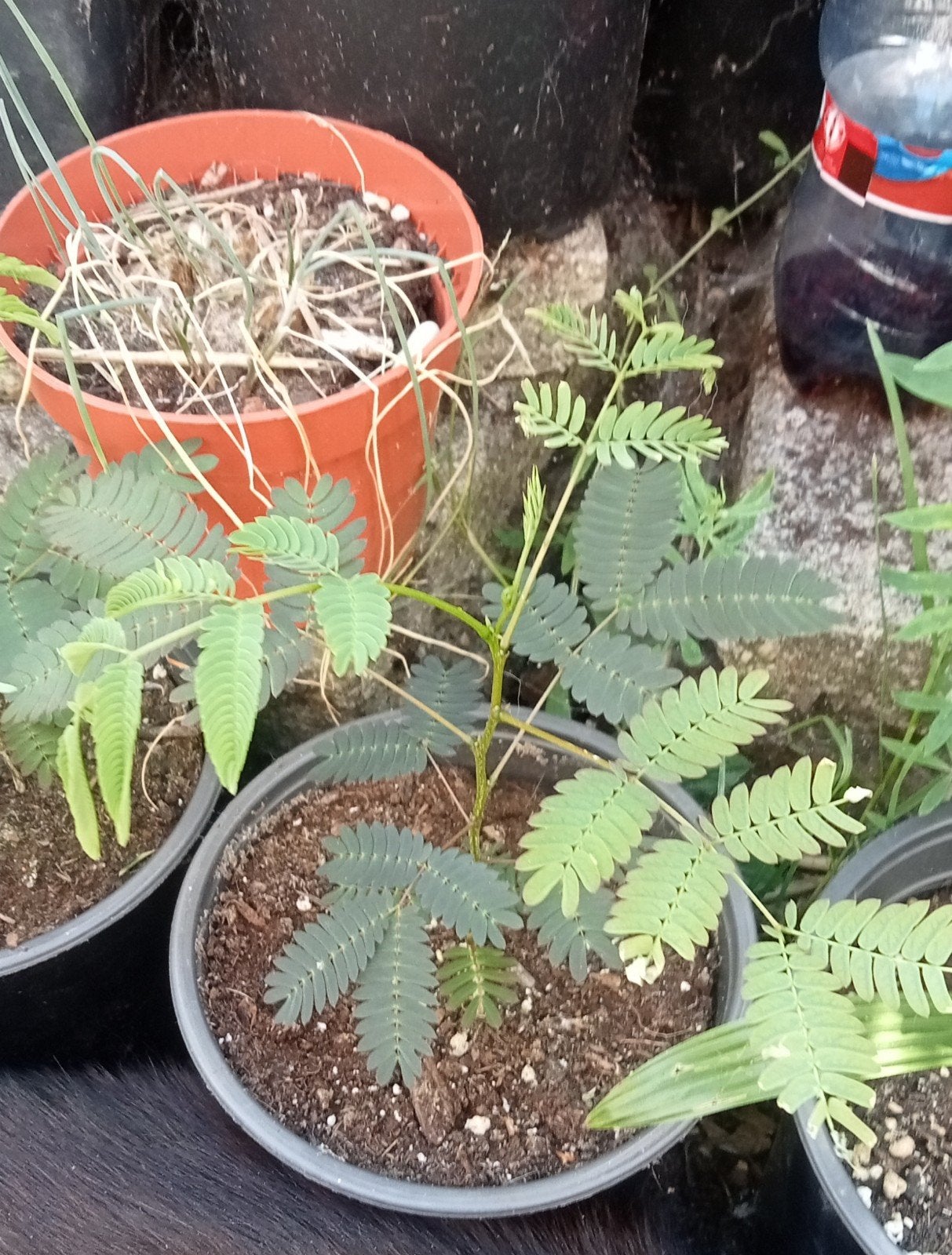 Albizia julibrissin - Perzische slaapboom of Zijdeboom plant, Tuin en Terras, Planten | Bomen, Volle zon, Minder dan 100 cm, Zomer