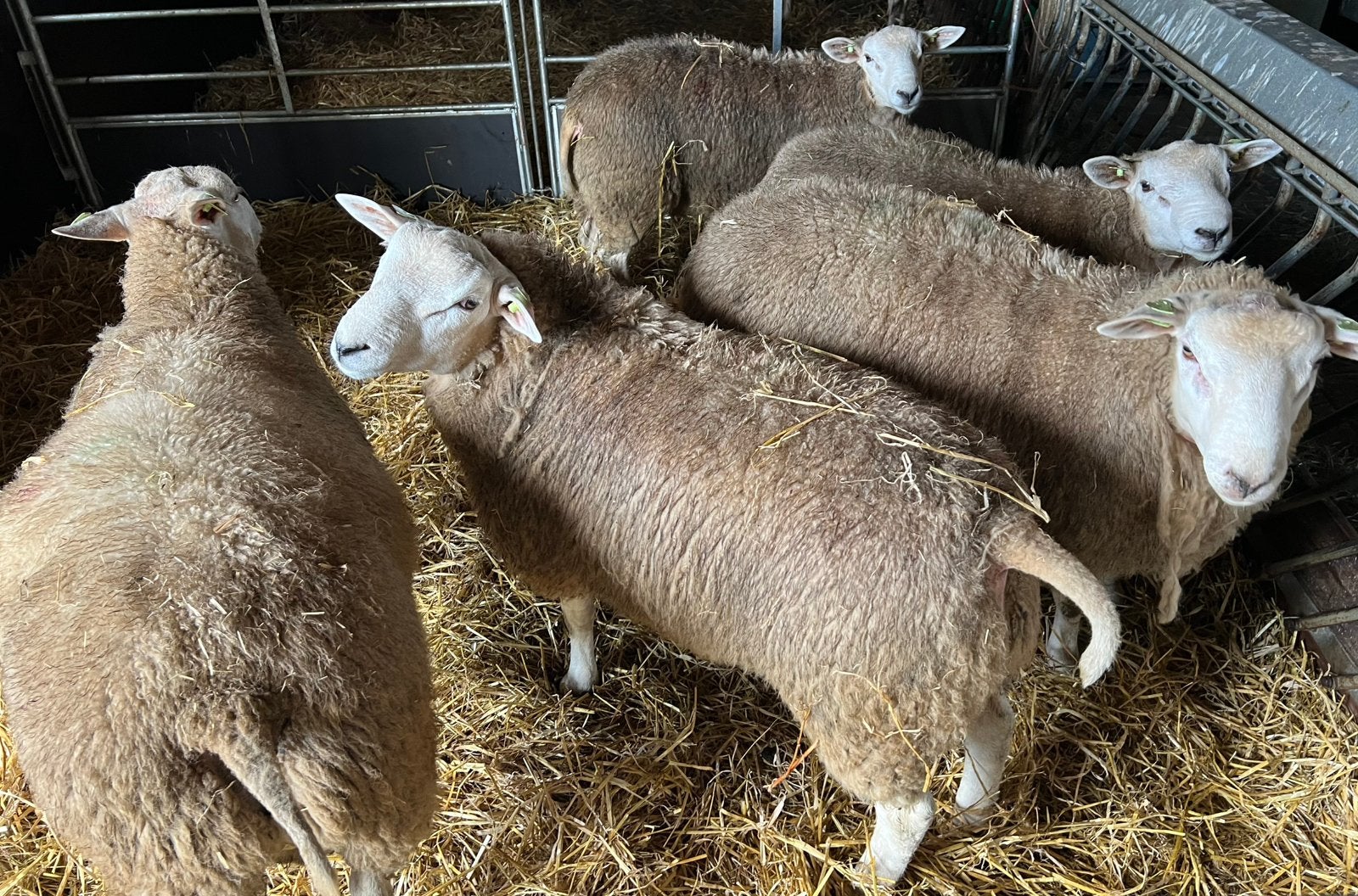 Swifter stamboek rammen, dekrammen, Dieren en Toebehoren, Mannelijk, Schaap, 0 tot 2 jaar