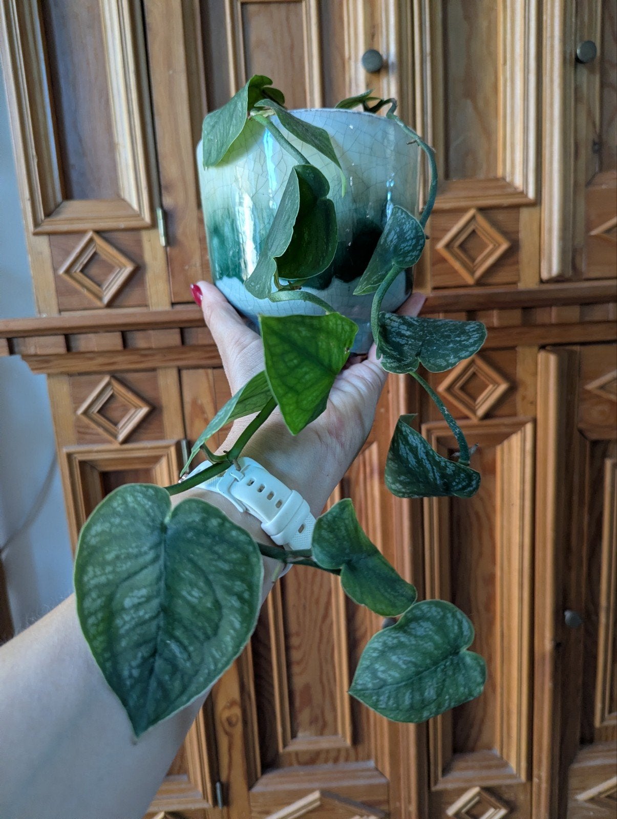 gewortelde streng Monstera dubia, Ophalen, Halfschaduw, Minder dan 100 cm