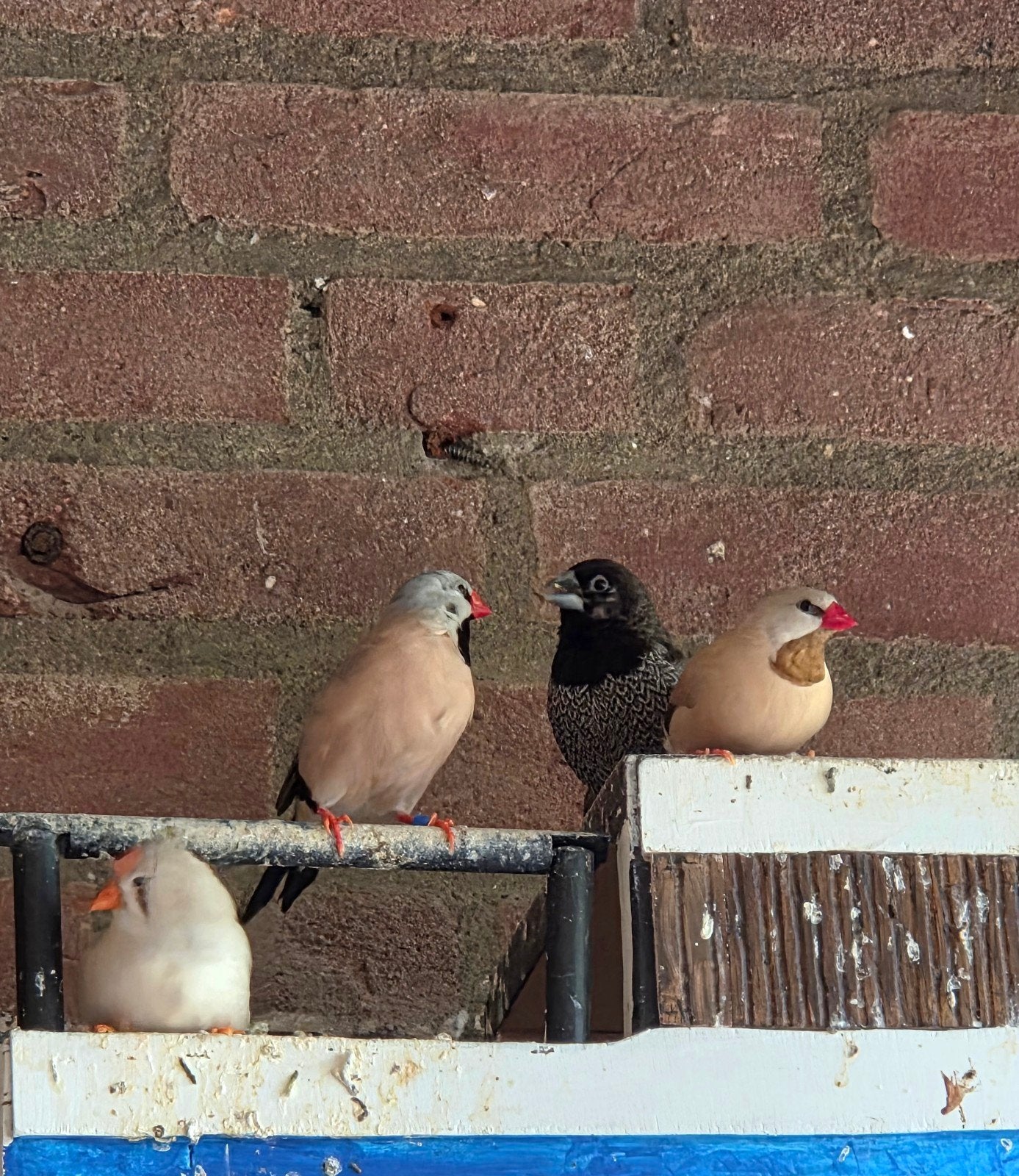 Tk koppel spitsstaart amedine, Meerdere dieren