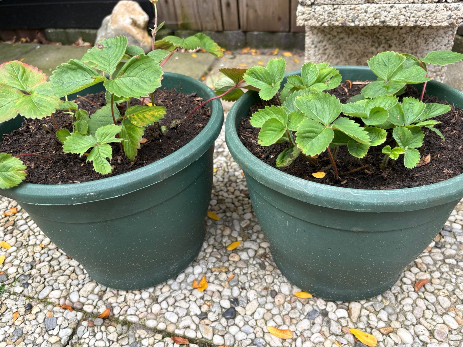 5 aardbeien planten in een grote pot(doorbloeiers), Ophalen, Volle zon
