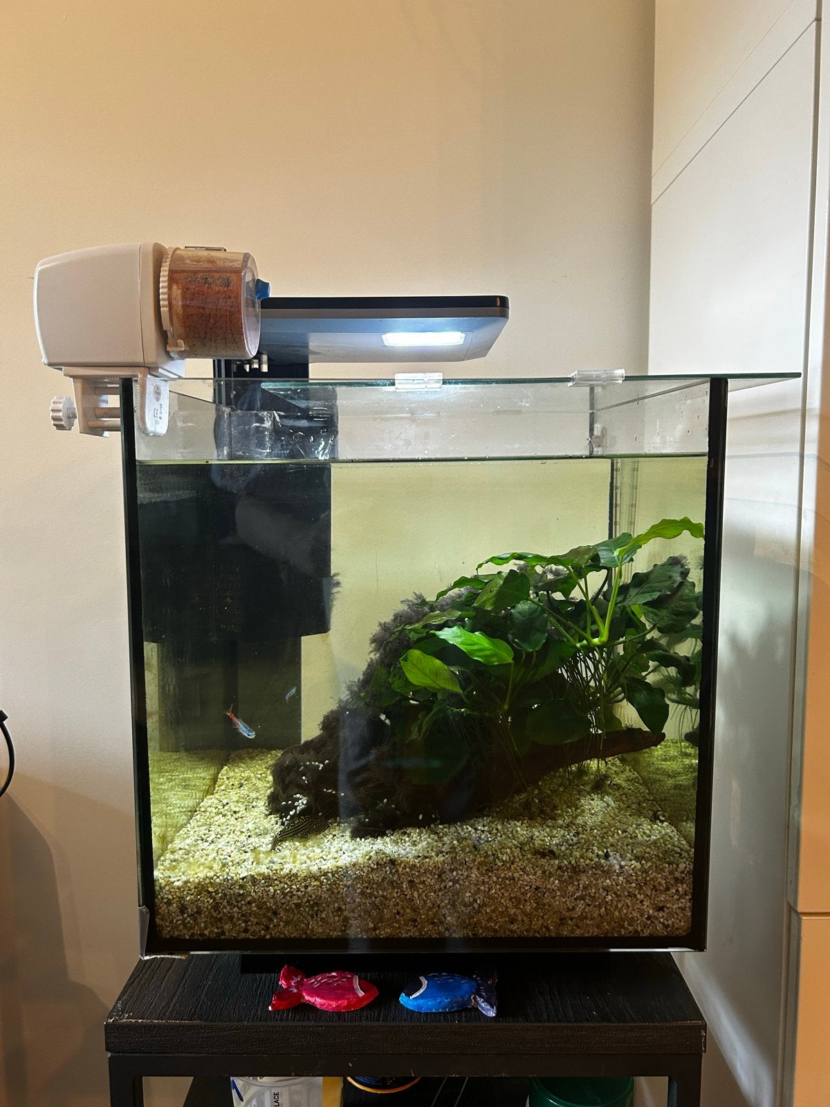 Volledig gevuld 30L aquarium | SuperFish | Incl. Ecosysteem, Ophalen, Leeg aquarium