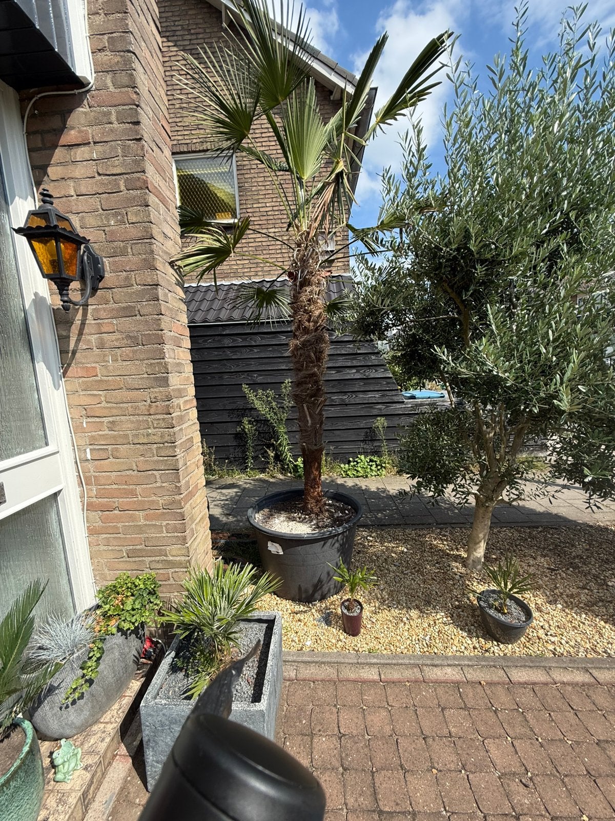 Winterharde palmboom in pot, Tuin en Terras, Bloeit niet, 100 tot 250 cm, Palmboom, Ophalen