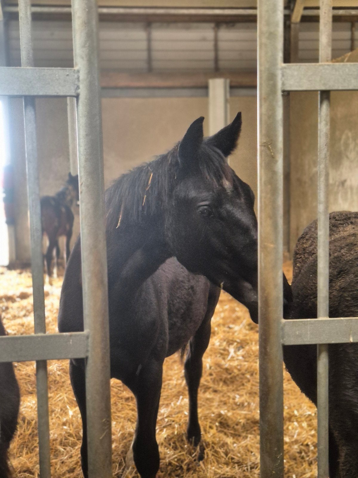 Foto 7 van Grote prachtige zwarte jaarling met TOP karakter en beweging