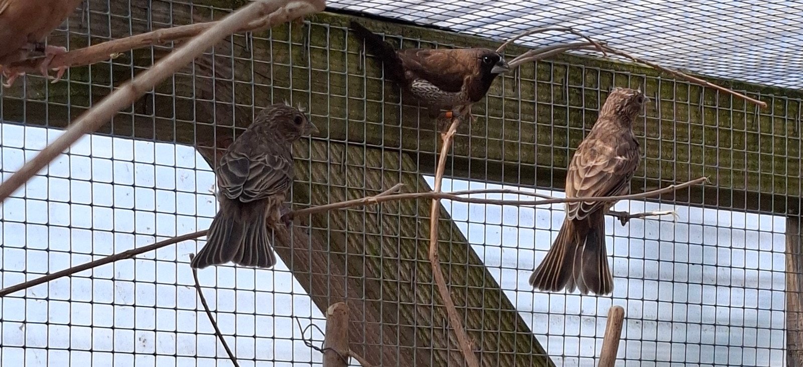 mexicaanse roodmussen, Meerdere dieren, Geringd