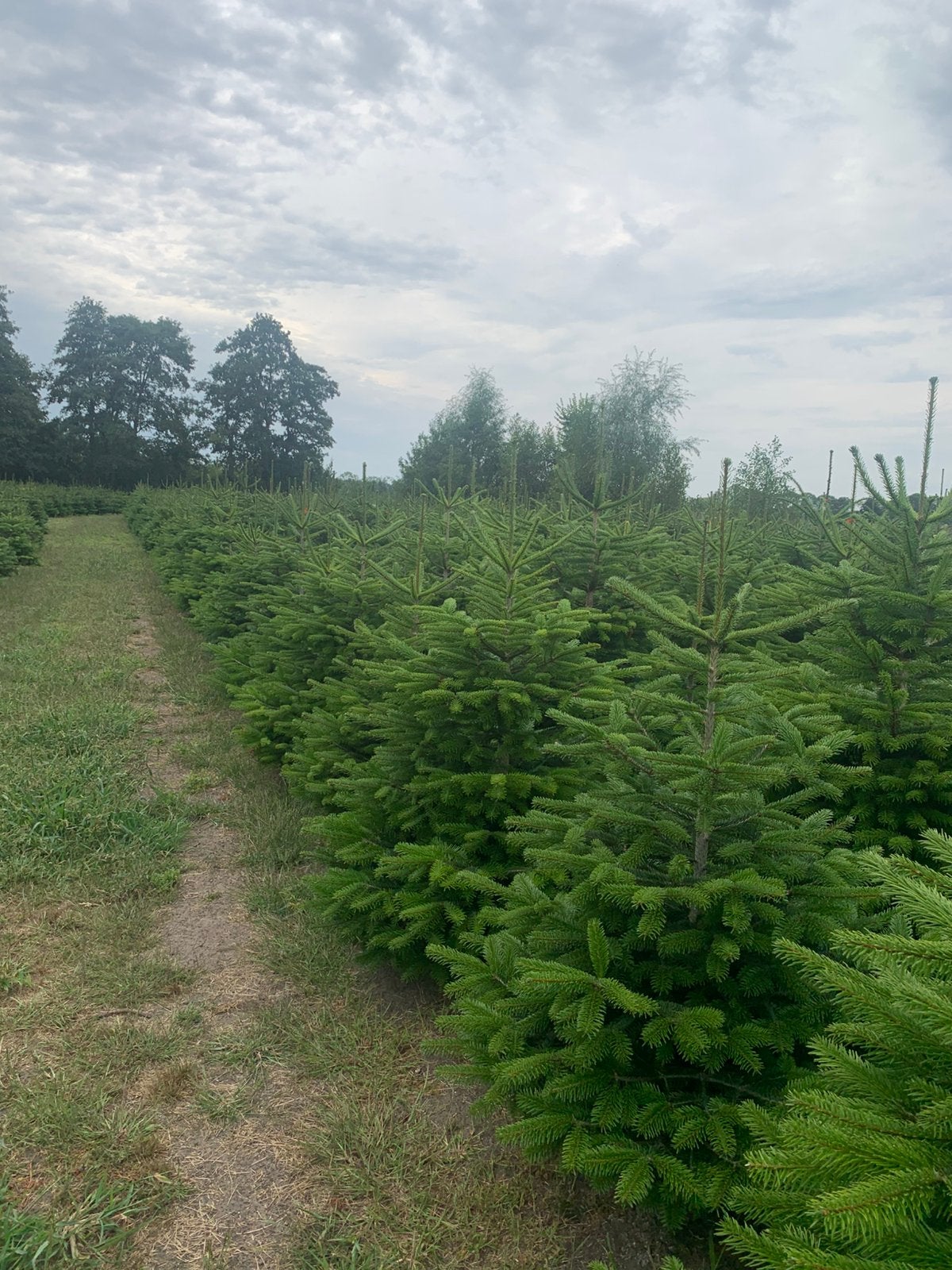 Kerstbomen Nordmann te koop, Tuin en Terras, Planten | Bomen, Overige soorten, 100 tot 250 cm, Zomer, Ophalen