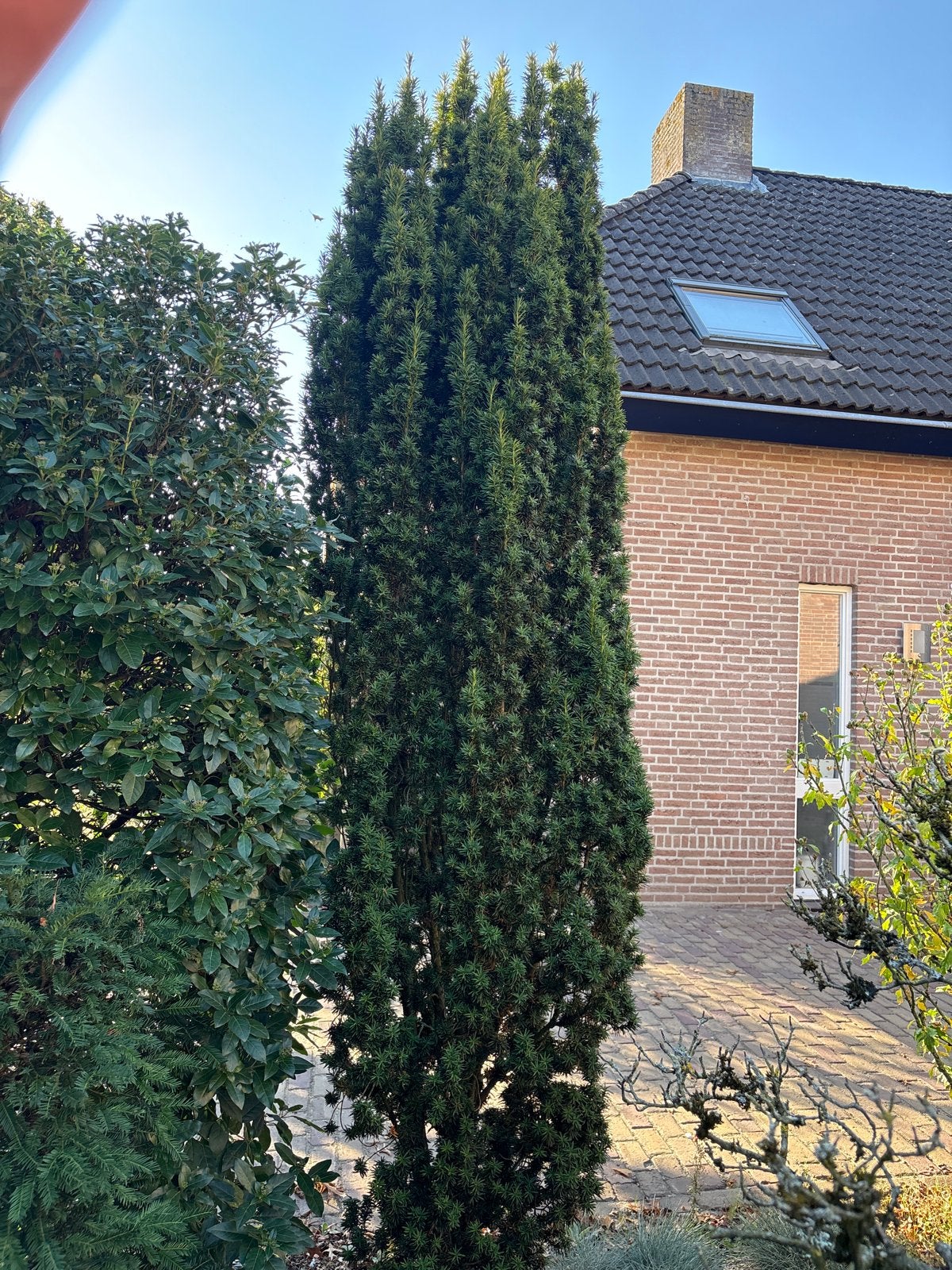 Zuilvormige conifeer, ca. 3 meter hoog, Tuin en Terras, Ophalen, Zuilboom, 250 tot 400 cm