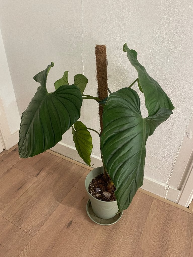 Philodendron Colombia XL, Huis en Inrichting, Kamerplanten, Ophalen, Overige soorten, Halfschaduw, Minder dan 100 cm
