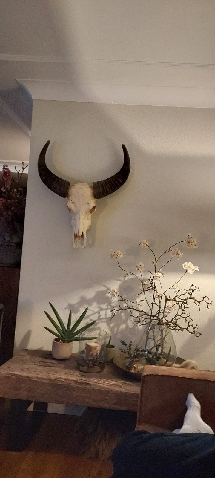 Waterbuffel schedel met hoorns - Decoratief object, Ophalen, Gebruikt, Beige, Overige stijlen