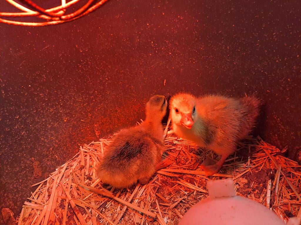 Tamme gansjes, Geslacht onbekend, Gans of Zwaan