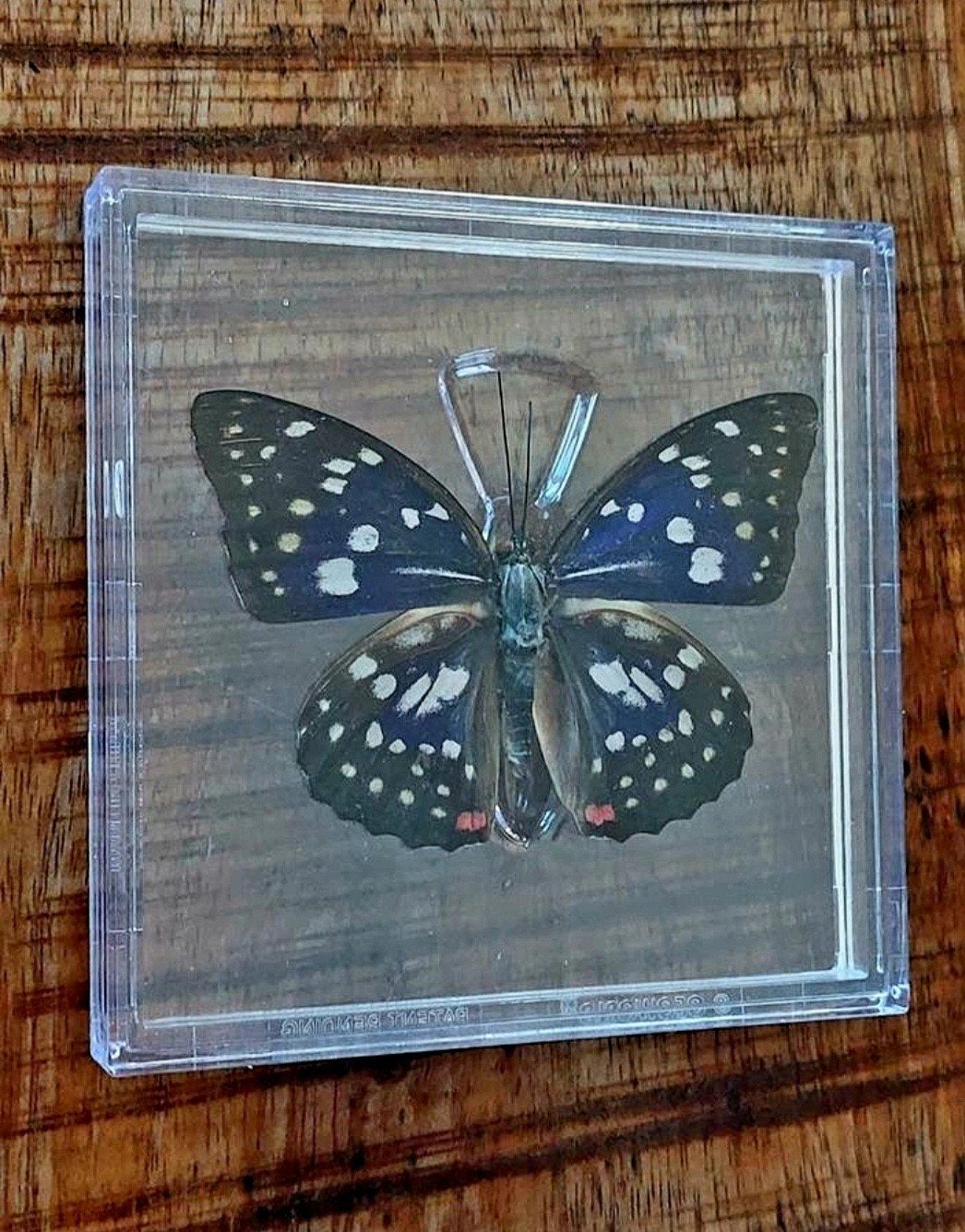 Vlinder in acryl display - Diverse soorten, Ophalen of Verzenden, Nieuw