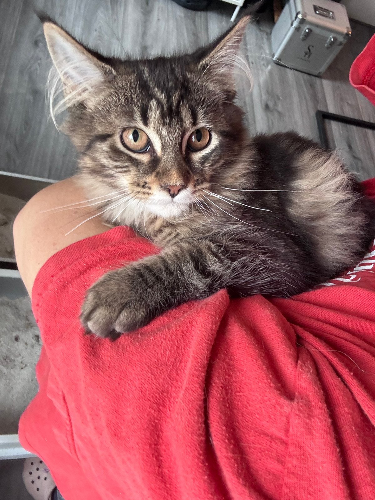 Maine coon Poesje, Dieren en Toebehoren, Poes, Gechipt