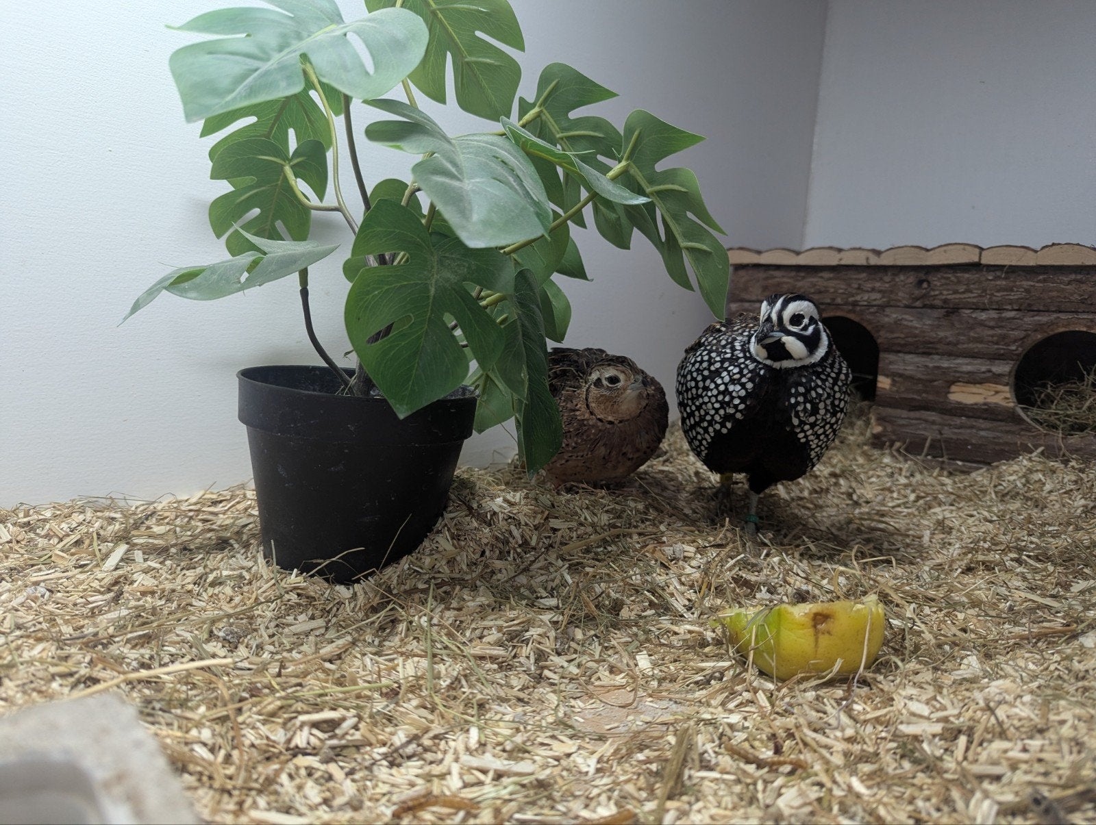 Montezuma Kwartels, Meerdere dieren, Kip