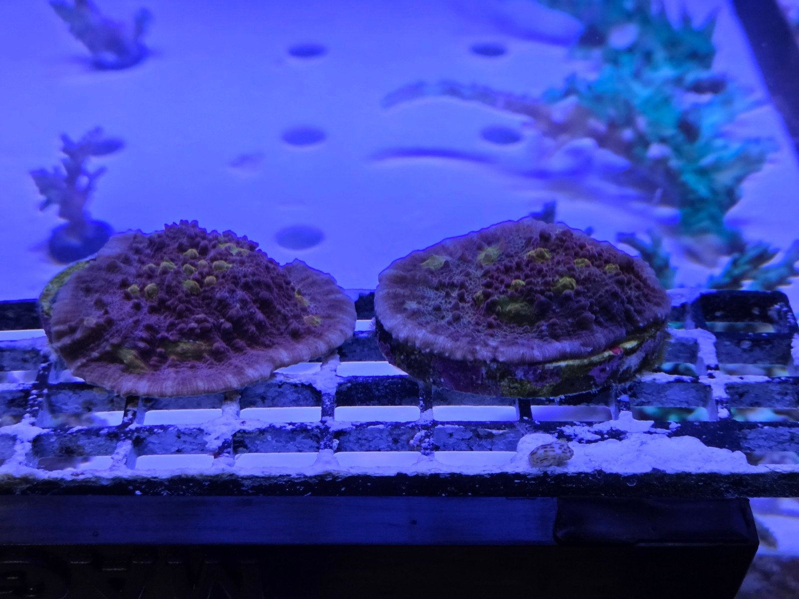 Mycedium Iron Man Chalice stekken, Dieren en Toebehoren, Vissen | Aquaria en Toebehoren, Ophalen, ., Plant(en), Steen of Hout