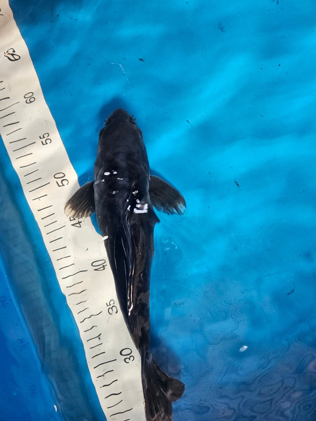 Doitsu ochiba, Karper of Koi