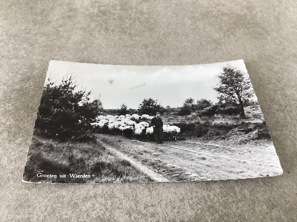 Wierden.      Herder met schapen, Verzamelen, Ansichtkaarten | Nederland, Ophalen of Verzenden, Overijssel