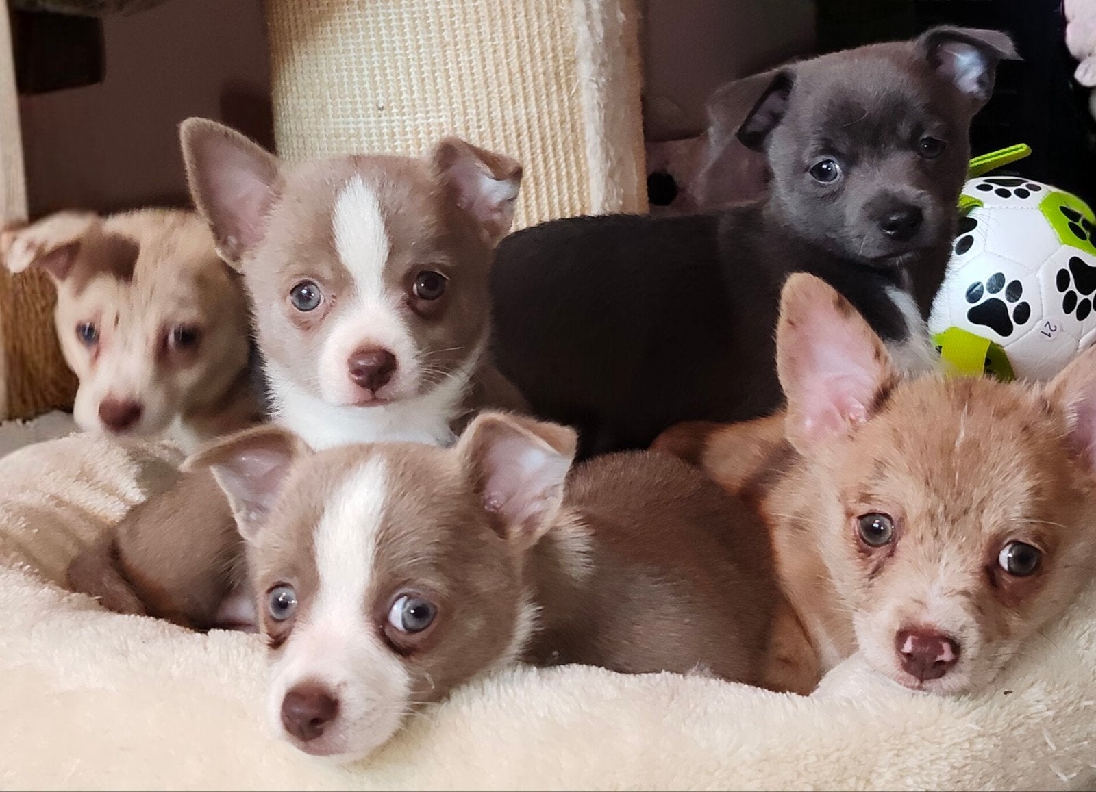Lieve Pomchi pups mogen vanaf morgen verhuizen, Overige rassen, 8 tot 15 weken, Parvo, Meerdere