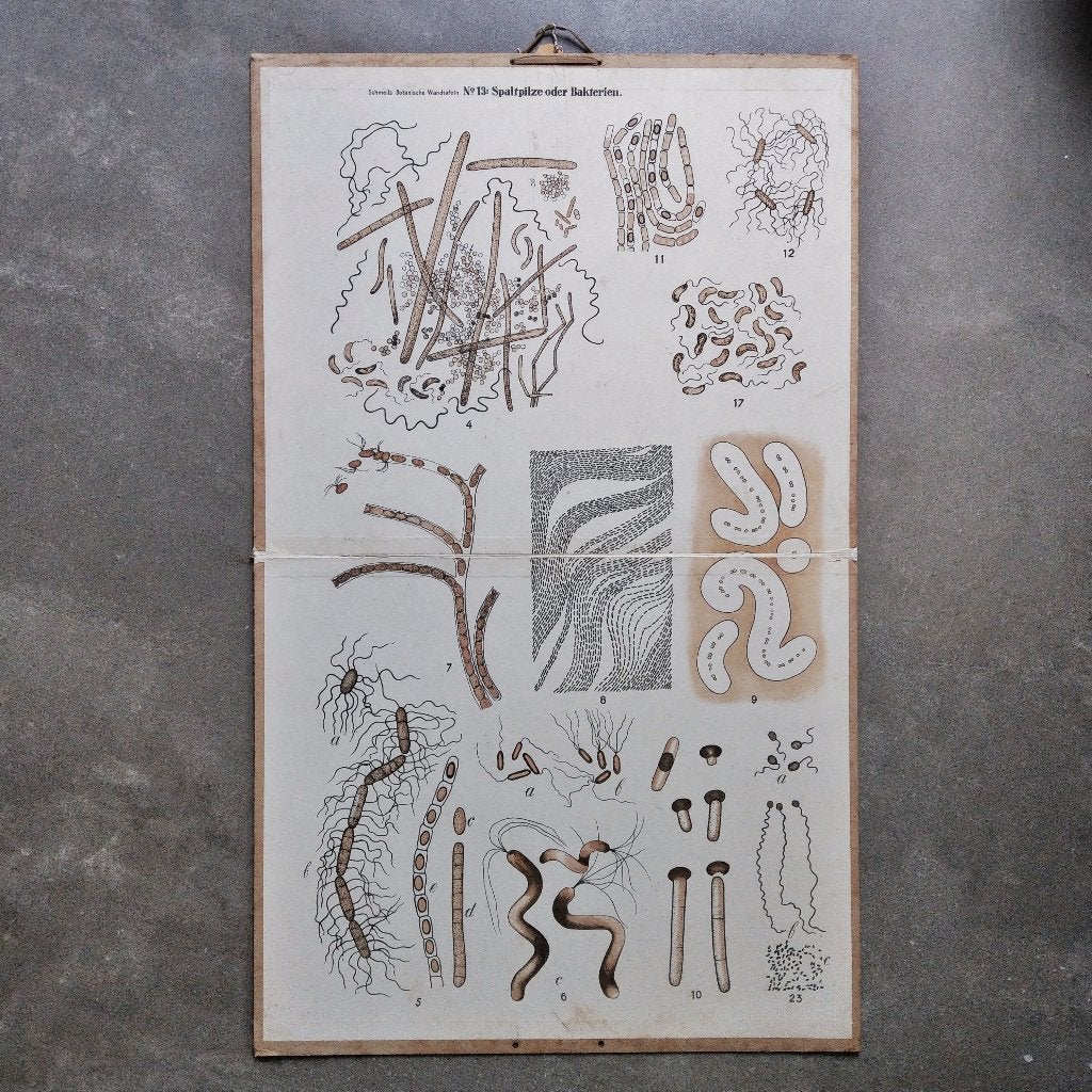 Oude schoolplaat Bacteriën, Antiek en Kunst, Ophalen of Verzenden, Natuur en Biologie