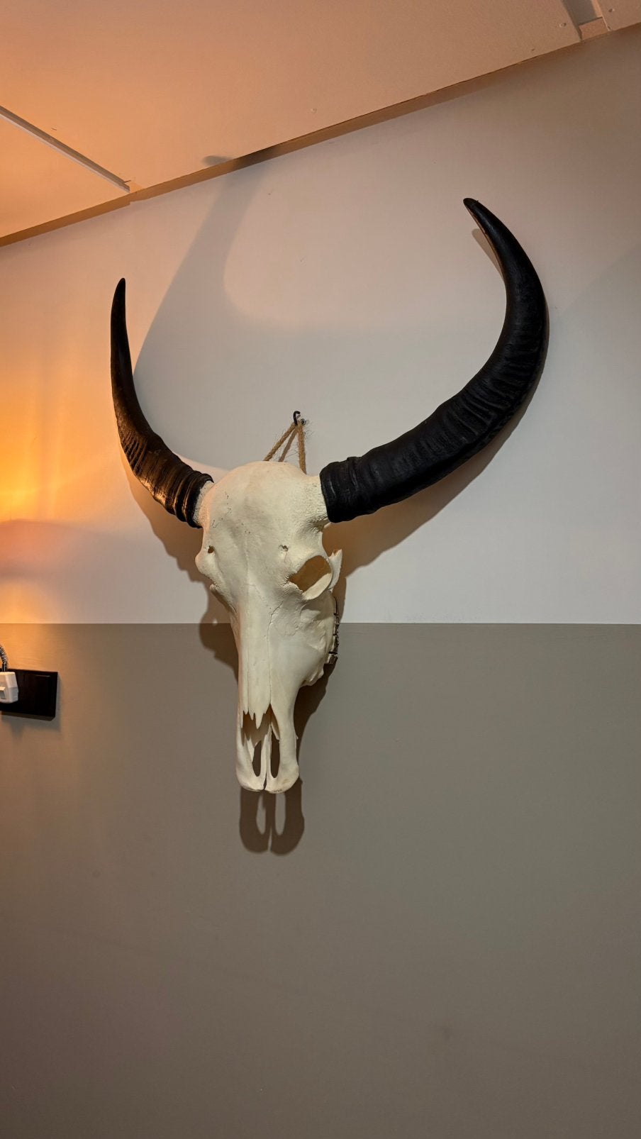 Decoratieve Buffelschedel met Hoorns - 80x90cm, Ophalen
